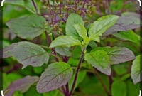 Tulsi-Holy Basil ( Ocimum Tenuiflorum