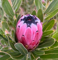 Image 2 of Protea Pink Mink 140mm