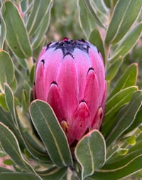 Image 1 of Protea Pink Mink 140mm