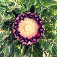 Image 3 of Protea Pink Mink 140mm