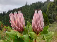 Image 2 of King Protea - Pink 75mm