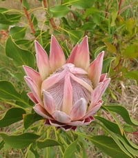 Image 1 of King Protea - Pink 75mm