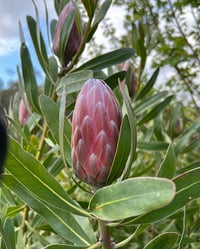 Image 2 of Protea Pink Ice 140mm