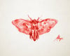 Acherontia Sanguine