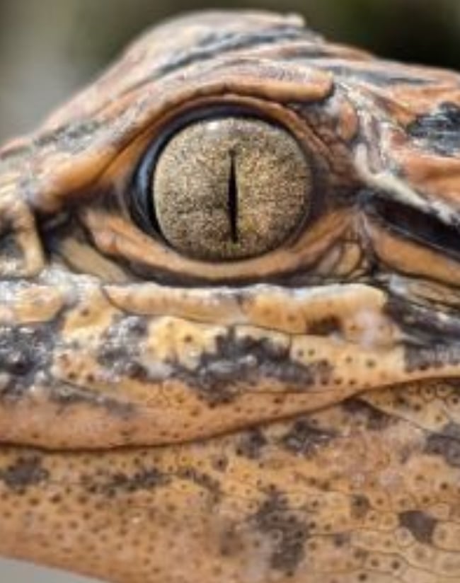 3 O'Clock Rock New Orleans Tour 2024 Photo Booklet 7"x7"