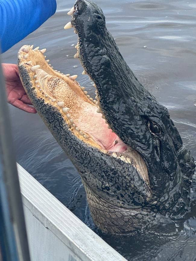 3 O'Clock Rock New Orleans Tour 2024 Photo Booklet 7"x7"