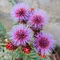 Image 3 of Milk Thistle