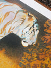 Tiger in The Bear Rainforest A3 Screenprint