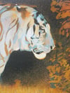 Tiger in The Bear Rainforest A3 Screenprint