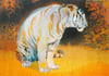 Tiger in The Bear Rainforest A3 Screenprint