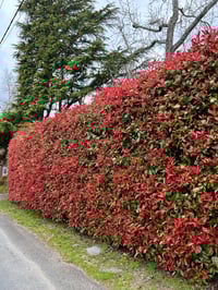 Image 1 of Photinia Red Robin 42mm