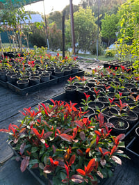 Image 2 of Photinia Red Robin 42mm