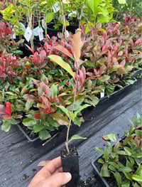Image 3 of Photinia Red Robin 42mm