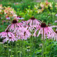Echinacea Pale Purple ( Echinacea Pallida Coneflower ) PB 3/4
