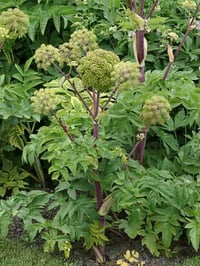 Female Ginseng ( Angelica Chinese/Sinensis)