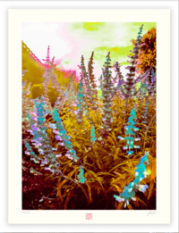 GLORY DAZE (24X18)
