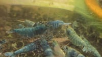 Image 1 of  Extreme Blue Bolt Caridina
