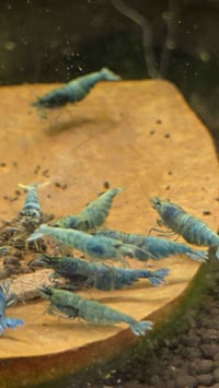 Image 3 of  Extreme Blue Bolt Caridina