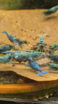 Image 2 of  Extreme Blue Bolt Caridina