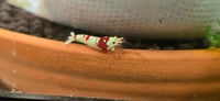 Image 1 of Pure Red Line (CRS) Caridina