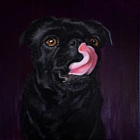 Pug