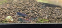 Image 5 of Orange Eye Red Tiger Blue Body Caridina Shrimp