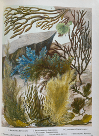 Image 7 of The Oxford book of flowerless plants