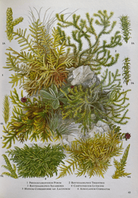 Image 6 of The Oxford book of flowerless plants