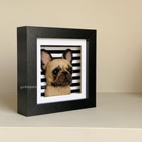 Image 2 of Frenchie Box Frame - Fawn, Black