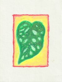 Begonia Maculata - Oil pastel