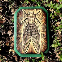 Image 1 of Green Frame Cicada (5x7)