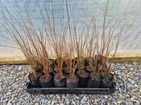 Image 1 of Carex Buchananii PB 3/4