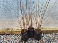 Image 2 of Carex Buchananii PB 3/4