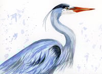 Great Blue Heron