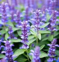 Hyssop ( Hyssopus Officinalis ) PB 3/4
