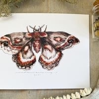 Image 3 of cecropia caterpillar & moth set