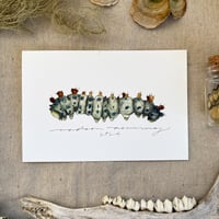 Image 2 of cecropia caterpillar & moth set