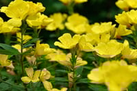 Image 1 of Evening Primrose ( Oenothera Biennis ) PB 3/4