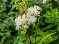 Meadowseet ( Filipendula Ulmaria ) PB 3/4