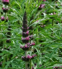 Marihuanilla/SiberianMotherwort( Leonorus Siberian Beauty) PB 3/4