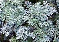 Wormwood ( Artemisia Absinthium ) 1 L Pot