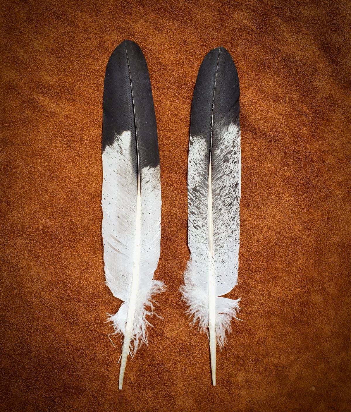 Image of Eagle Feather Replica