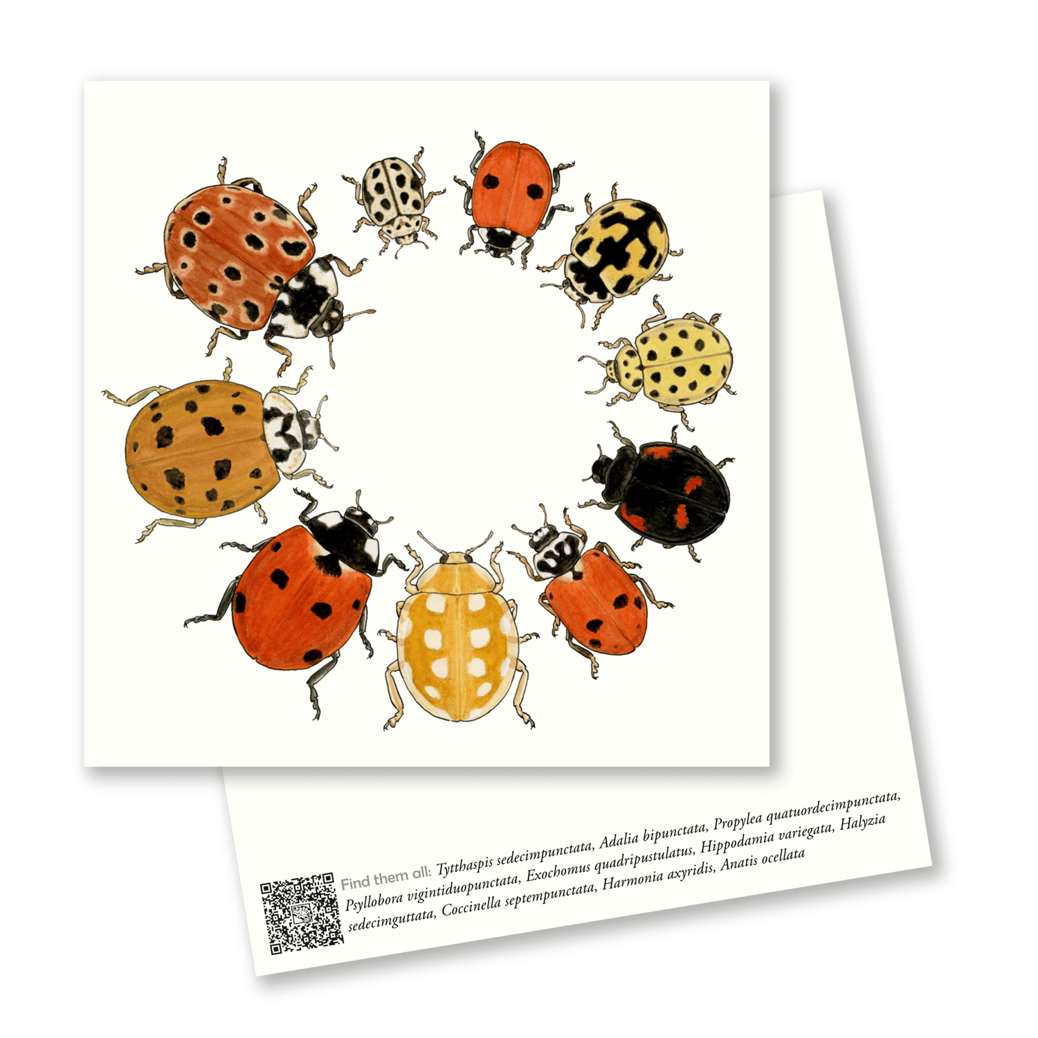 Lady bugs postcards