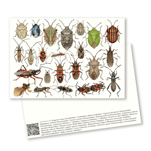 True bugs postcard