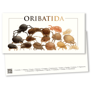 Oribatida postcard