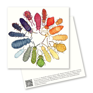 Collembola color wheel postcard