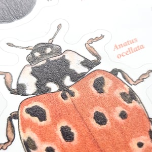 Lady bug sticker sheet