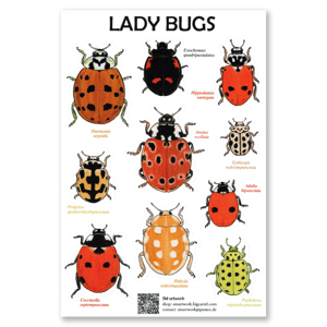 Lady bug sticker sheet