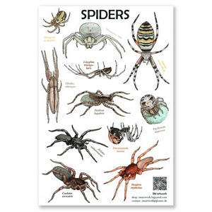 Spider sticker sheet