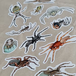 Spider sticker sheet